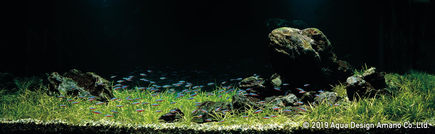 AquaOne Black Plant/Layer Rock Aquarium Background – Nature Aquariums
