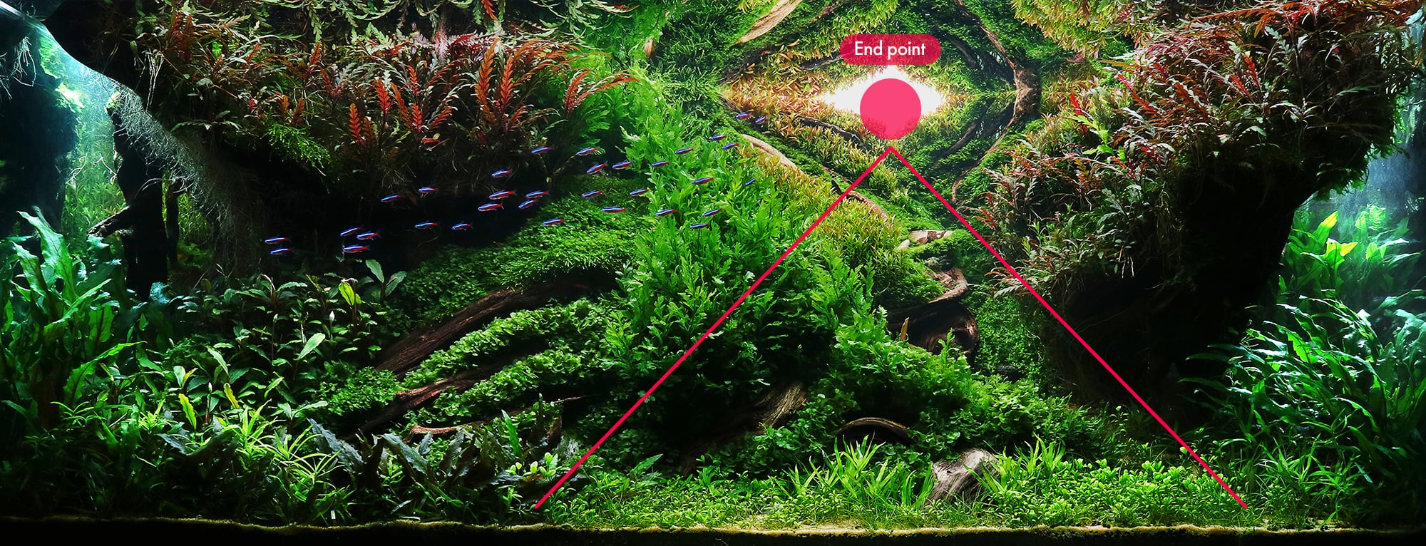 Nature Style Aquascaping