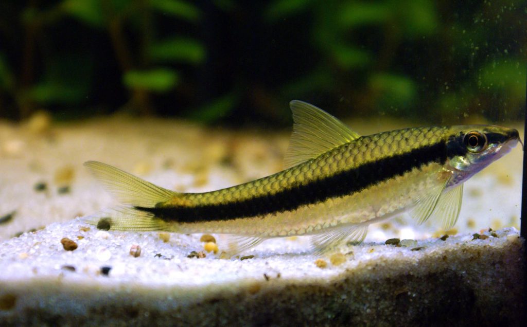 siamese-algae-eater-crossocheilus-oblongatus-1