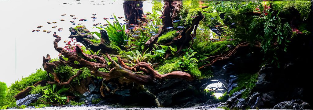 What is Aquascaping? Learn aquascaping.