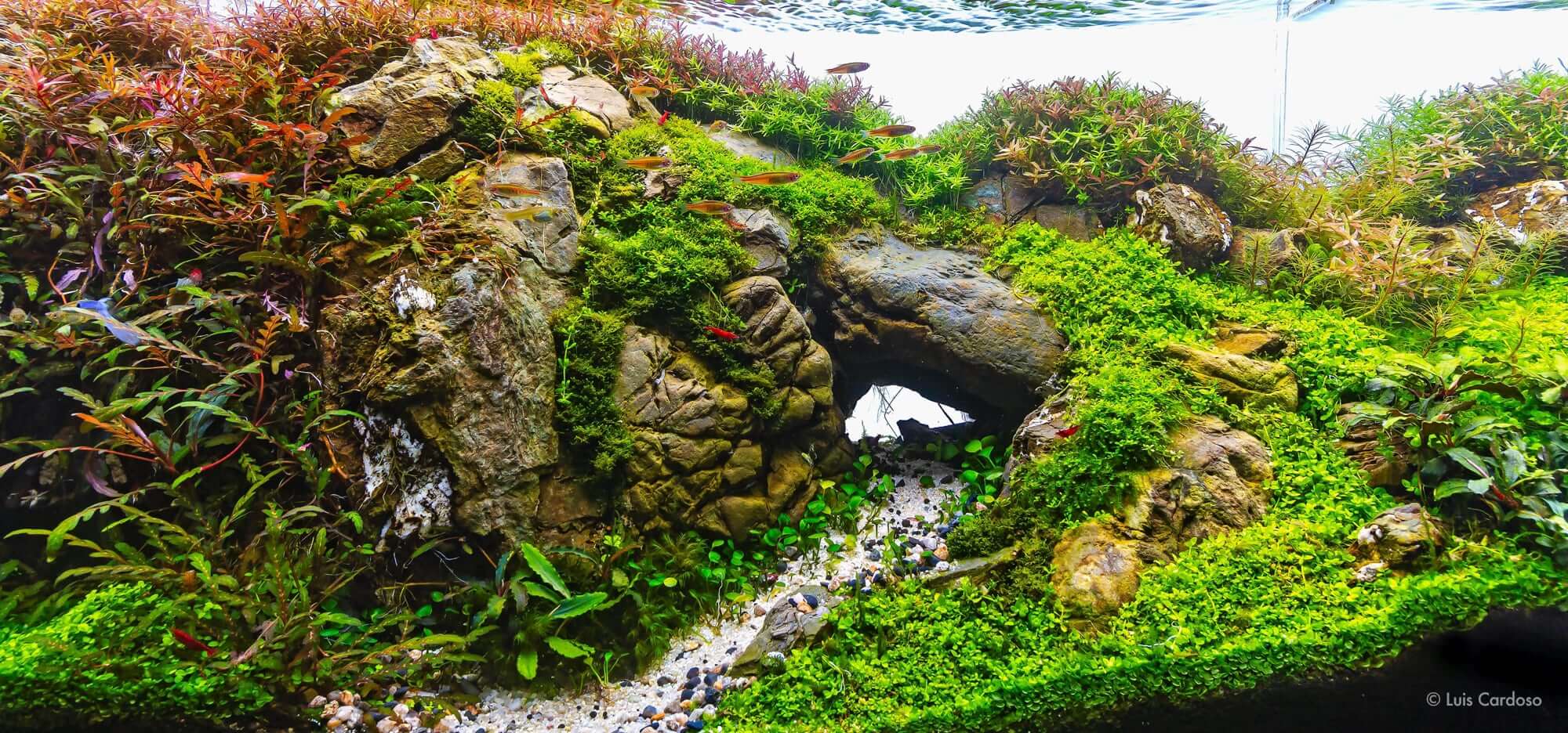 AQUASCAPING-An artful underwater landscape