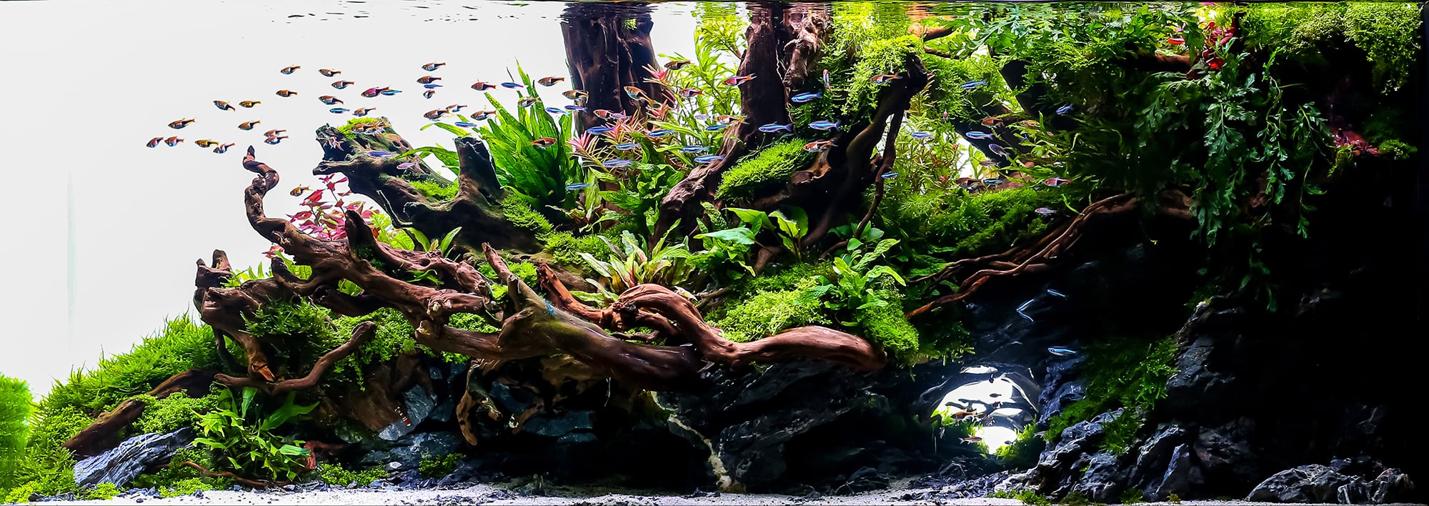  Aquascaping 