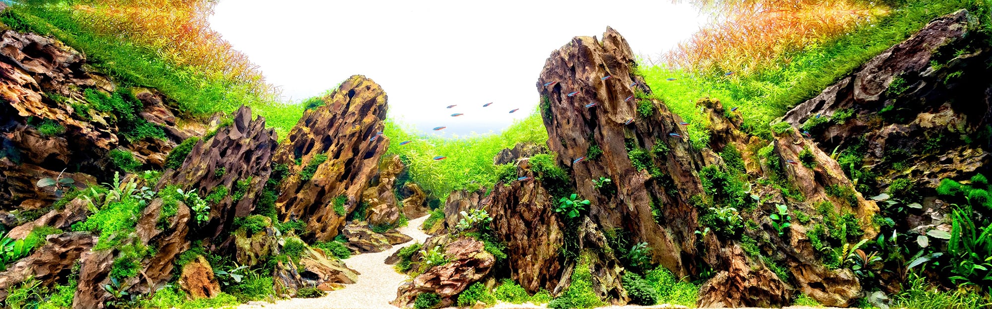 The Elements of Aquascaping: Rocks, Driftwood & Substrates - Aquascaping Love