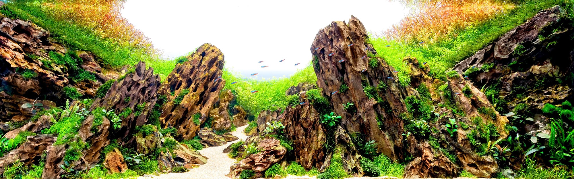 The Elements Of Aquascaping Rocks Driftwood Substrates Aquascaping Love