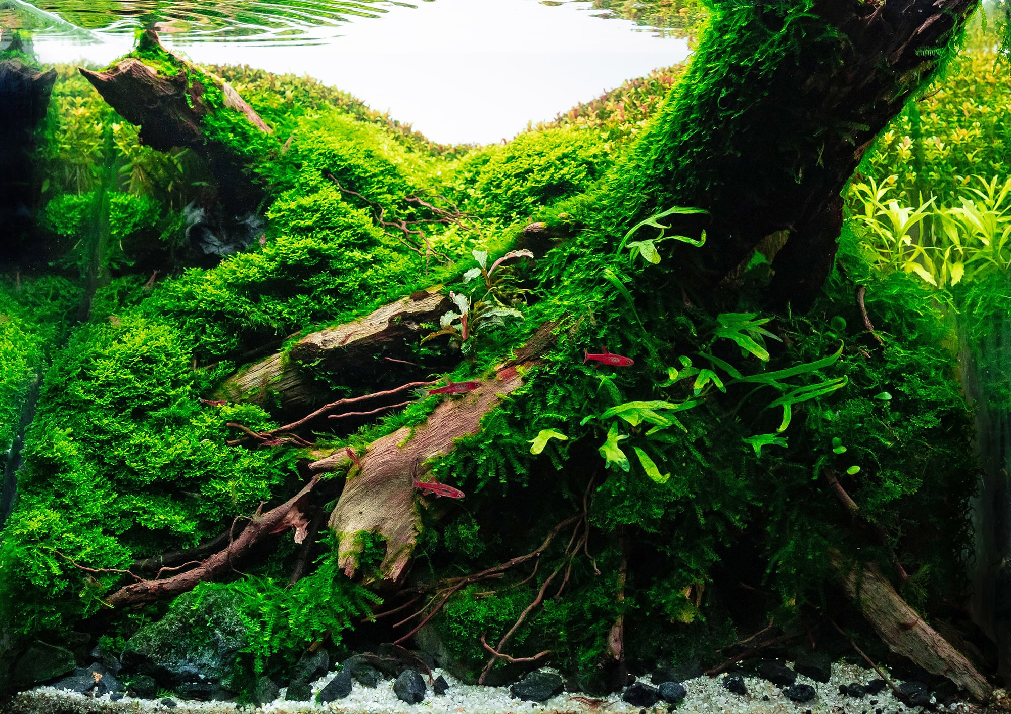 Spiderwood  Aquascape, Plant species, Hardscape